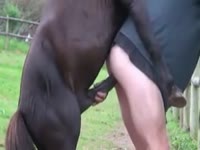 Big horse dick fucking the anus of gay